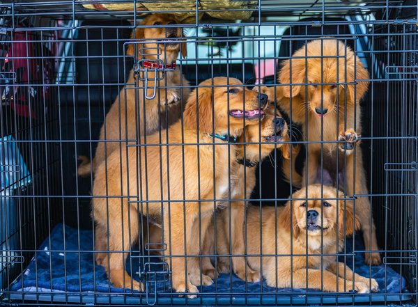 How to Calm Separation Anxiety in Your Newly Adopted Pekingese: Proven Techniques and Tips