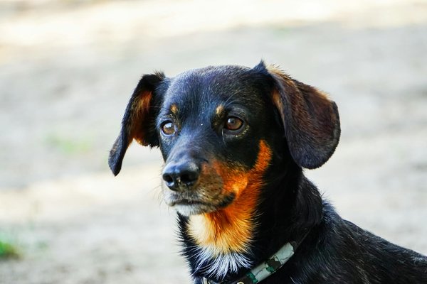 Ultimate guide to stress-free travel: expert tips for training your hamster for a comfortable carrier experience