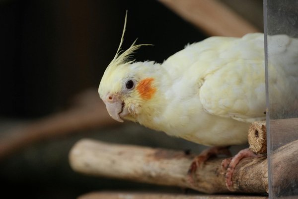 Explore Gentle and Humane Options Instead of Declawing Your Maine Coon Cat