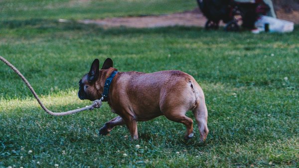 What are the benefits of dog therapy in UK hospitals?