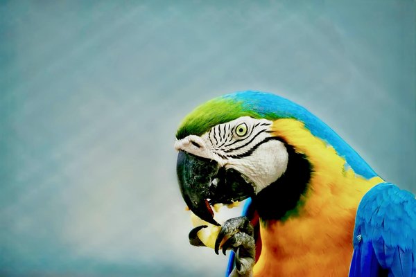 Expert Strategies for Managing Idiopathic Cystitis in Cats: Key Prevention and Long-Term Care Tips